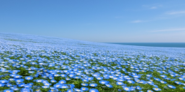 一面に咲き誇るネモフィラと青空が広がる「ひたち海浜公園」